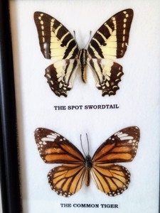 lot 68 image: Framed Butterflies
