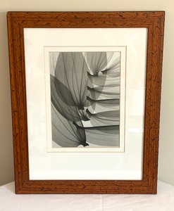 lot 42 image: Set of Beautifully Framed Black & White Foliage Motif Prints