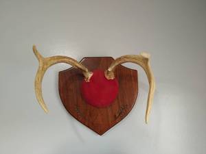 lot 251 image: Mounted Deer Antlers