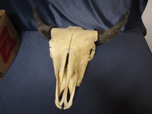 lot 53 image: Bovine skull, approx 25x24...