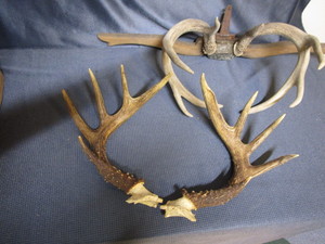 lot 62 image: Deer antlers, two sets...
