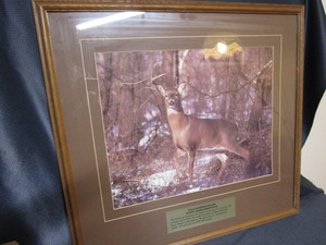 lot 63 image: Whitetail deer photo by Lynn Rogers...