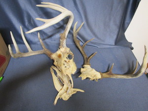 lot 80 image: Deer skull with attached horns, add...