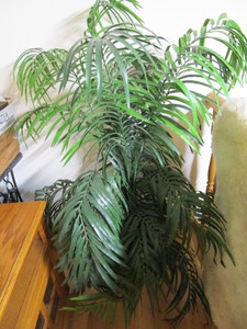 lot 250 image: Artificial Schefflera plant 54H...
