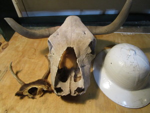 lot 322 image: Bovine skull with ram horns, deer ...