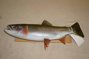 lot 41 image: Rainbow Trout Mount