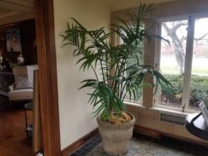Artificial Plants