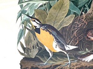 Framed Meadowlark Vintage Bird Print
