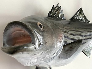 lot 221 image: Large Fish Fresh from the Taxidermist