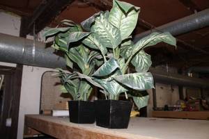 lot 237 image: Lot of (2) Faux Plants in Pots