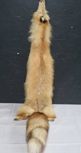 lot 62 image: RED FOX PELT