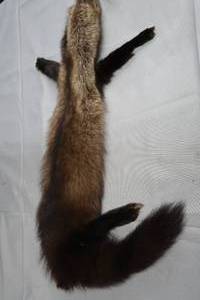 lot 63 image: FISCHER PELT