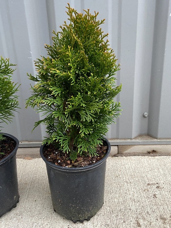lot 37 image: Lot Of (2) Potted Emerald Green Arb...