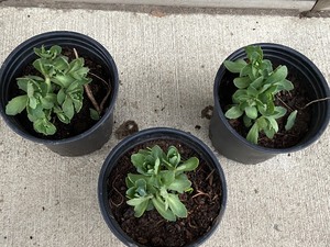 lot 155 image: Lot Of (5) Sedum Succulent Plants -...