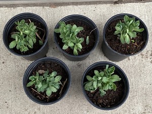 lot 150 image: Lot Of (5) Sedum Succulent Plants -...