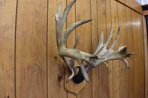 Boone and Crocket Deer Antlers