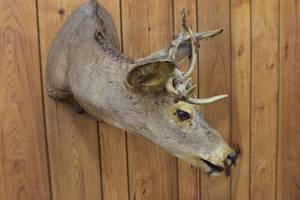 Deer Mount