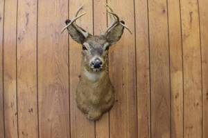 Deer Mount