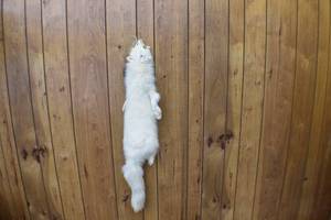 White Fox Fur