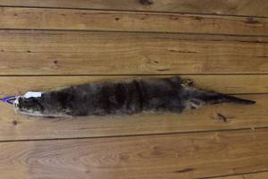 Otter Fur