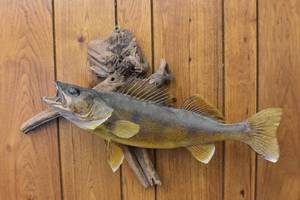 Walleye Mount
