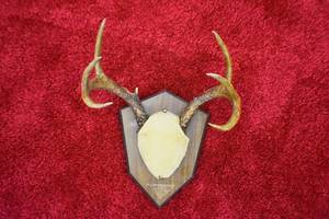 Deer Antler Mount