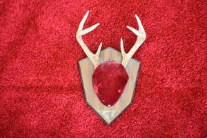 Deer Antler Mount