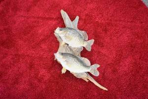 Crappie Mount