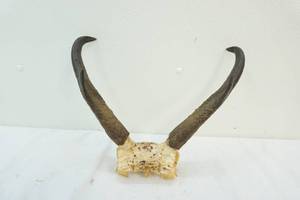 Antelope rack