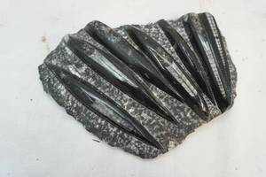 Fossilized rock