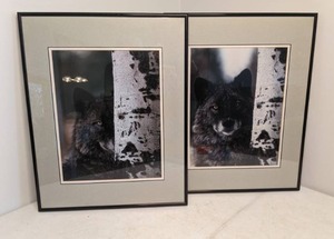 lot 82 image: Two Framed Wildlife Photos Peeking Wolf