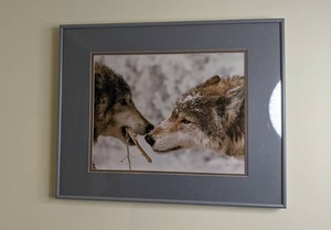 lot 281 image: Framed Photo of Two Wolves