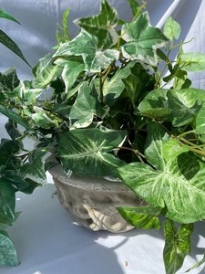 lot 6 image: 3 Faux Plants
