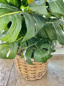 lot 95 image: Faux Plant