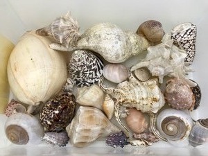 Vintage - Collection of Large Sea Shells