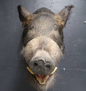 BOAR HEAD MOUNT