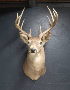 DEER MOUNT