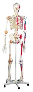 WOW MSRP $1700&nbsp3B Scientific Deluxe Human Skeleton Model WMuscles and Ligaments - Good Condition He Looks To Have Had A Little Brawl With Someone...Guess What...He Mustve Lost As Jaw &amp Shoulder Look Dislocated-1st Pic-His Zombie Pose