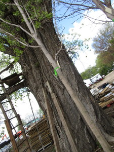 lot 1 image: Green Mountain Maple, approx 16ft w...