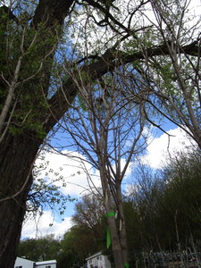 lot 2 image: Green Mountain Maple, approx 16ft w...