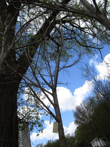 lot 3 image: Green Mountain Maple, approx 16ft w...