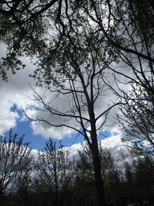 lot 4 image: Green Mountain Maple, approx 16ft w...