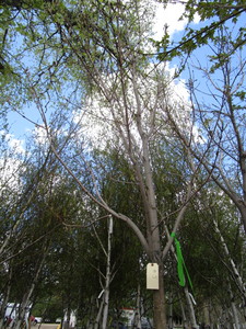 lot 5 image: Green Mountain Maple, approx 14ft w...