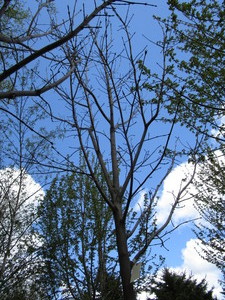 lot 8 image: Green Mountain Maple, approx 14ft w...