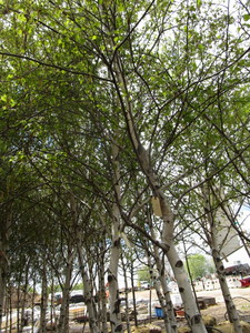 lot 51 image: Whitespire Birch, approx 14ft with ...