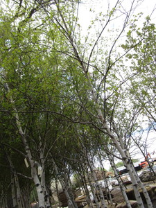 lot 52 image: Whitespire Birch, approx 14ft with ...