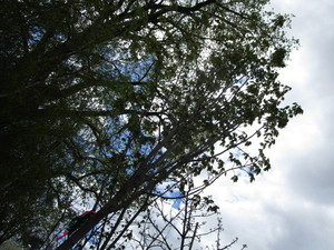 lot 53 image: Maple, Sugar, approx 16ft ...