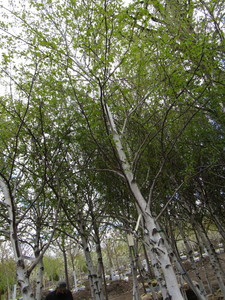 lot 54 image: Whitespire Birch, approx 14ft with ...