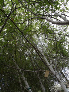 lot 55 image: Whitespire Birch, approx 14ft with ...