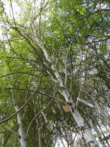 lot 57 image: Whitespire Birch, approx 14ft with ...